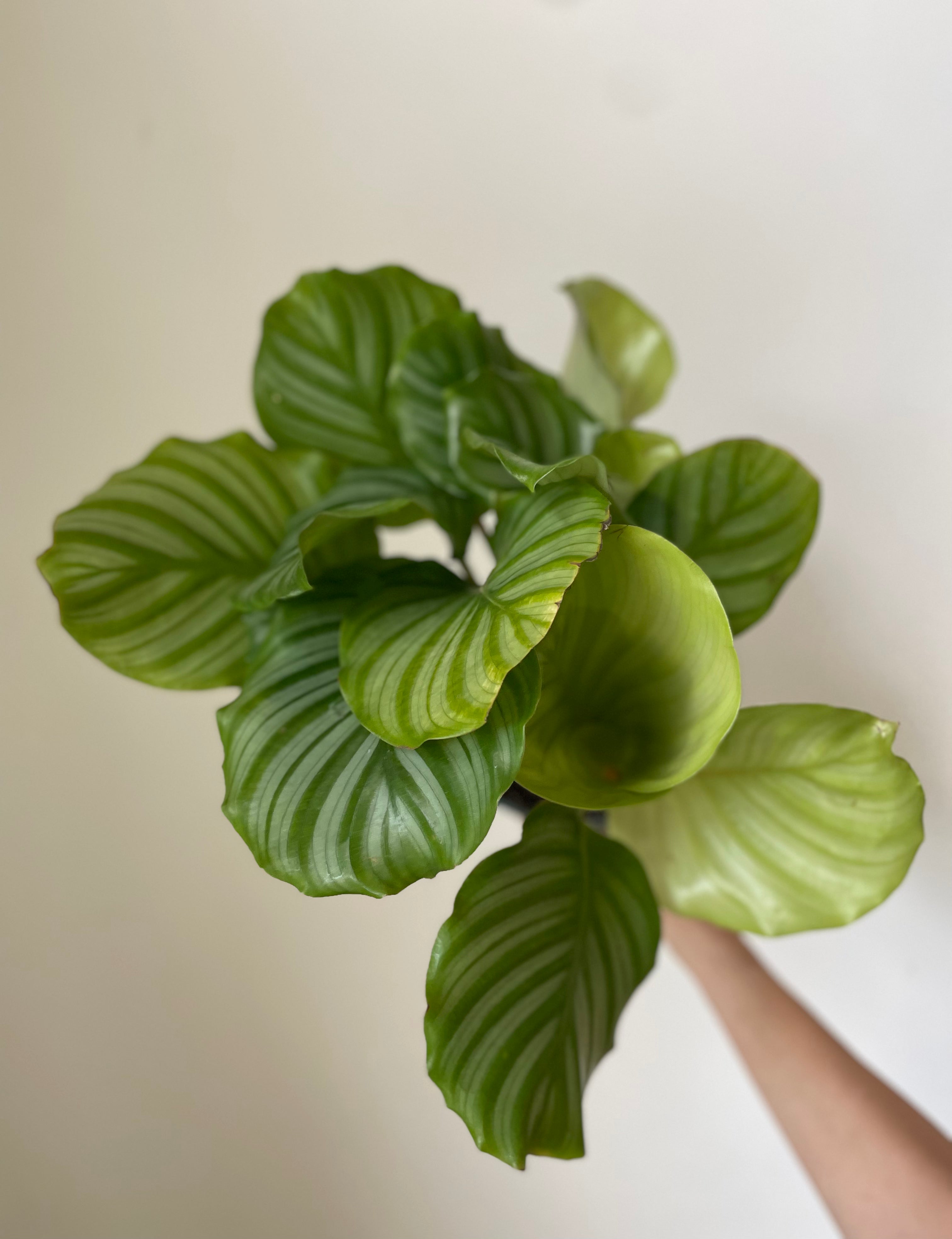 Dirt Bag_ 'Orbifolia' Calathea