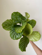 Load image into Gallery viewer, Dirt Bag_ 'Orbifolia' Calathea
