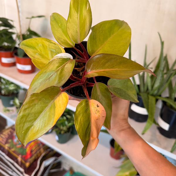Philodendron 'Orange Marmalade'