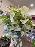 Load image into Gallery viewer, Syngonium 'Milk Confetti'

