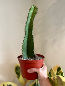 Dirt Bag_ Euphorbia Ingens 'Candelabra Tree'