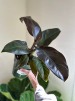 Load image into Gallery viewer, dirt bag-Philodendron 'Congo Rojo'
