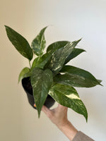 Load image into Gallery viewer, Epipremnum Pinnatum Albo

