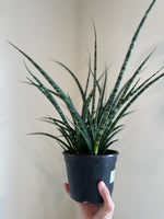 Load image into Gallery viewer, Sansevieria 'Fernwood'
