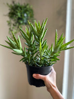 Load image into Gallery viewer, Aloe Juvenna 'Tiger Tooth'
