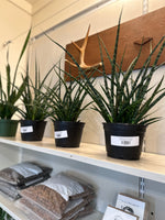 Load image into Gallery viewer, Sansevieria 'Fernwood'
