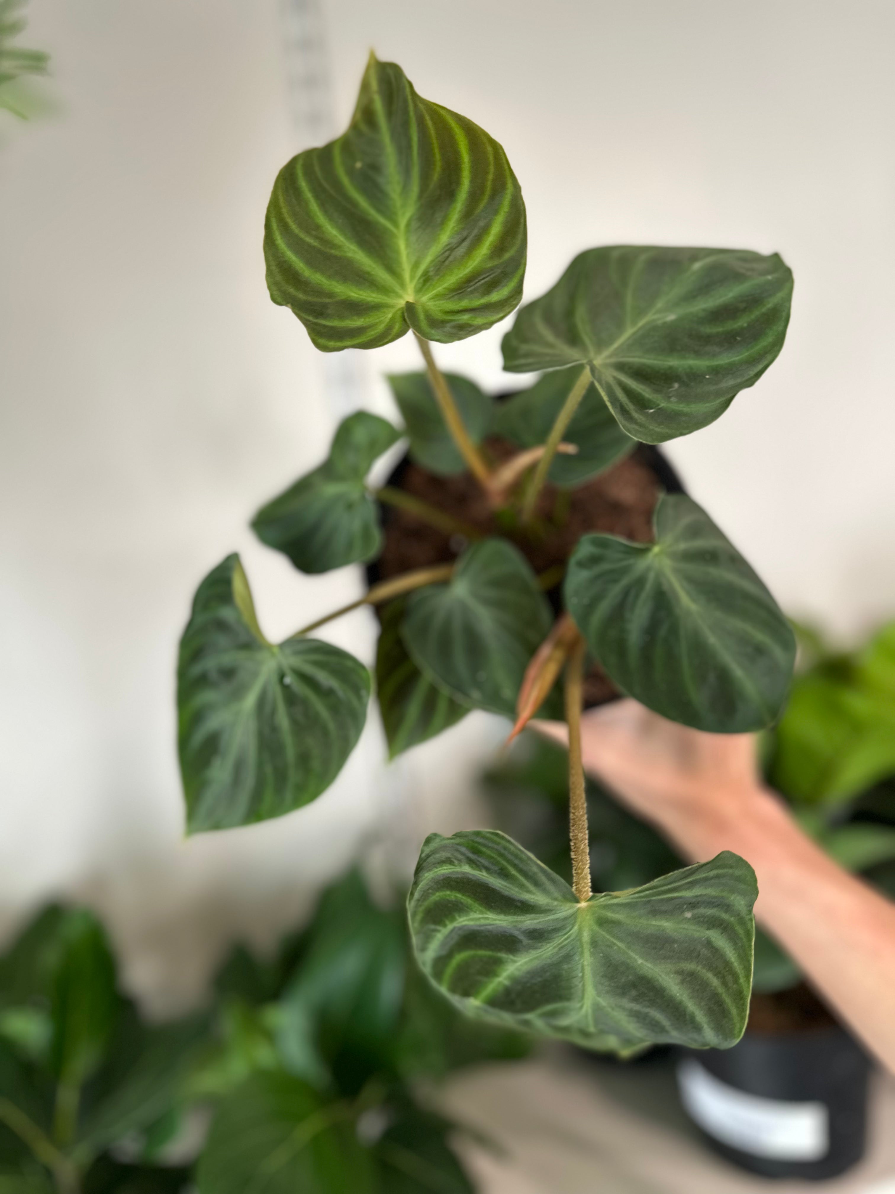 Philodendron 'Verrucosum'