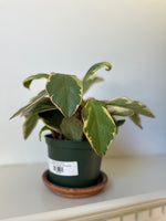 Load image into Gallery viewer, Peperomia 'Ginny'
