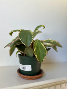 Peperomia 'Ginny'