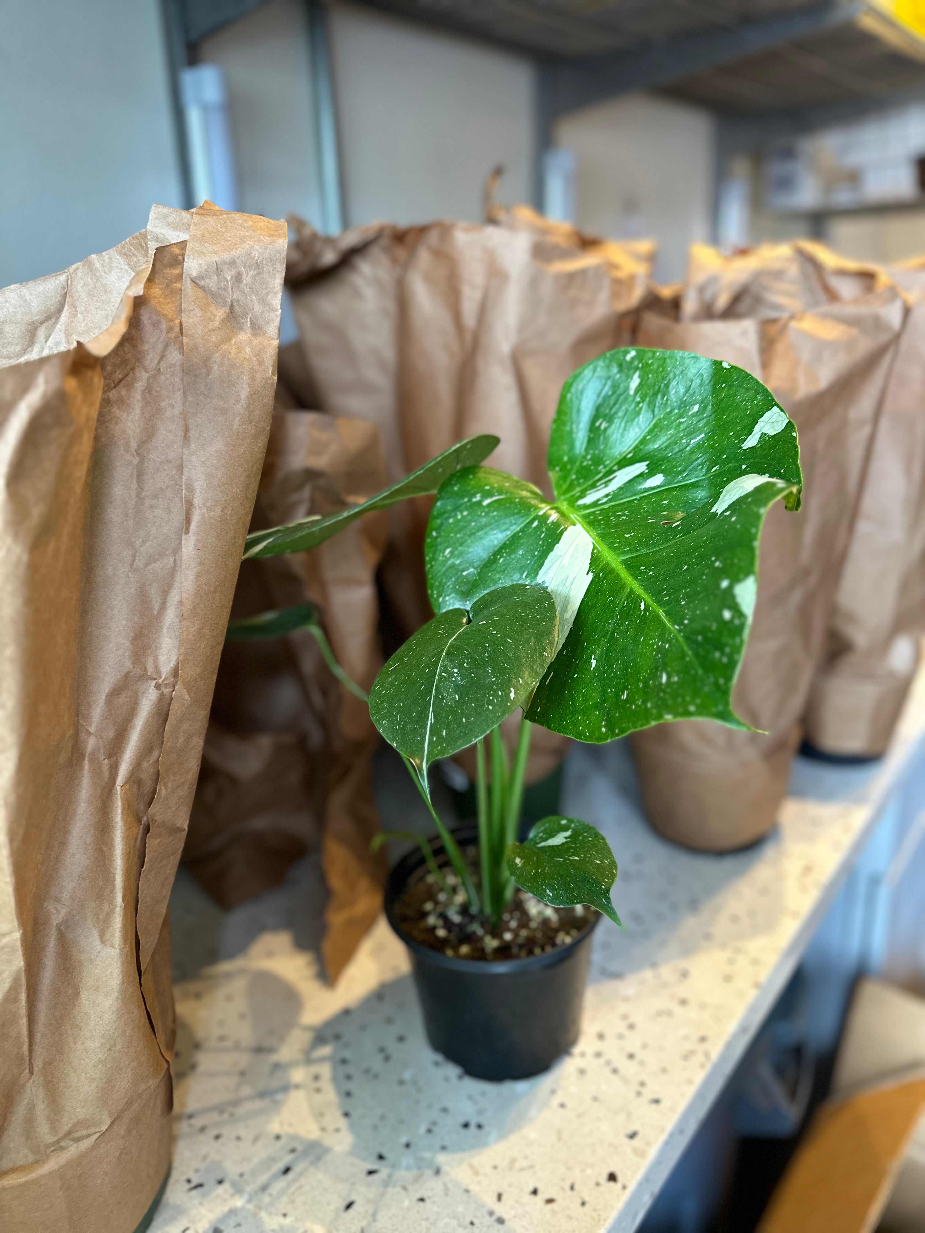 philodendron thai constellation Monstera 'Thai Constellation ' – Dirt Bag