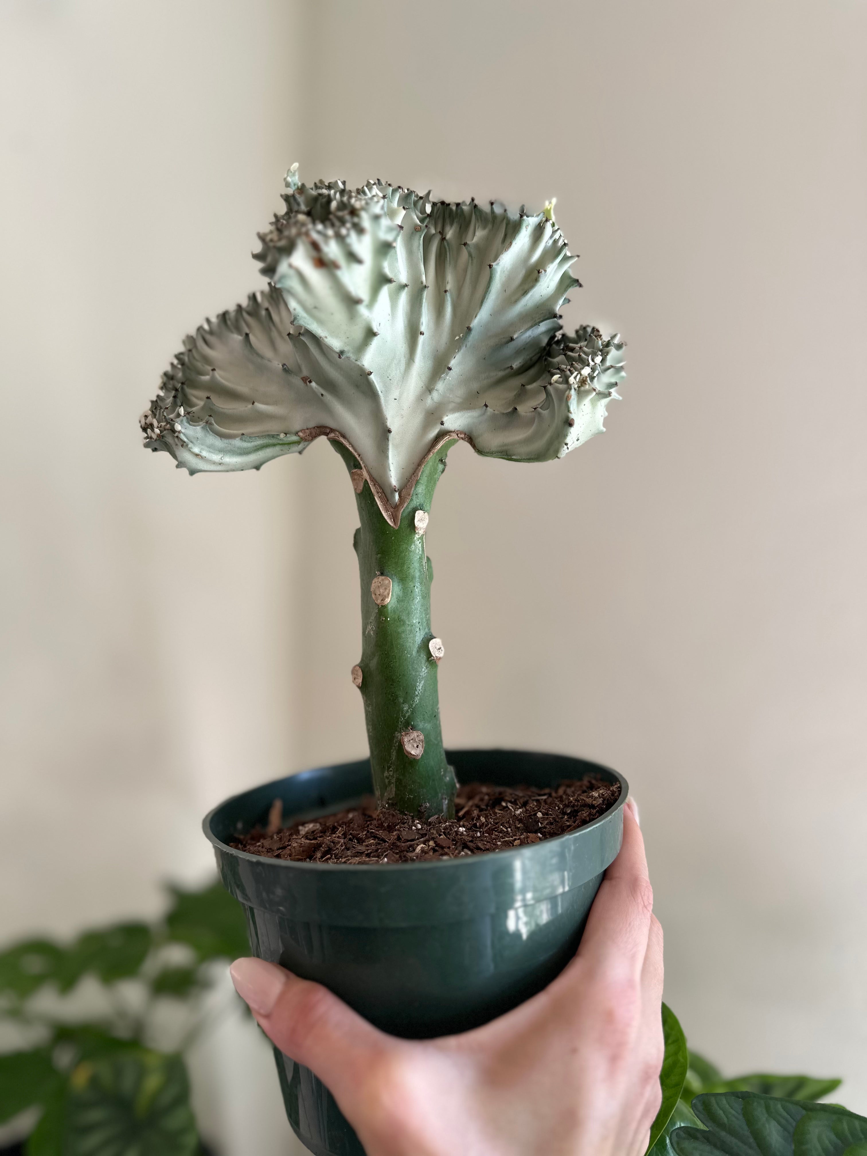 Rare Silver Coral Cactus Euphorbia Lacteal f. Cristata