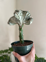 Load image into Gallery viewer, Silver Coral Cactus Euphorbia Lacteal f. Cristata
