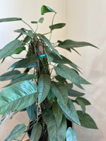Load image into Gallery viewer, Dirt bag-'Cebu Blue' Pothos
