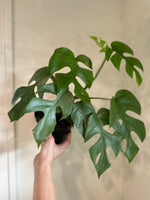 Load image into Gallery viewer, Dirt bag_ Raphidophora 'Tetrasperma

