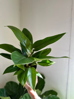 Load image into Gallery viewer, Dirt bag_ Philodendron 'Congo Green'
