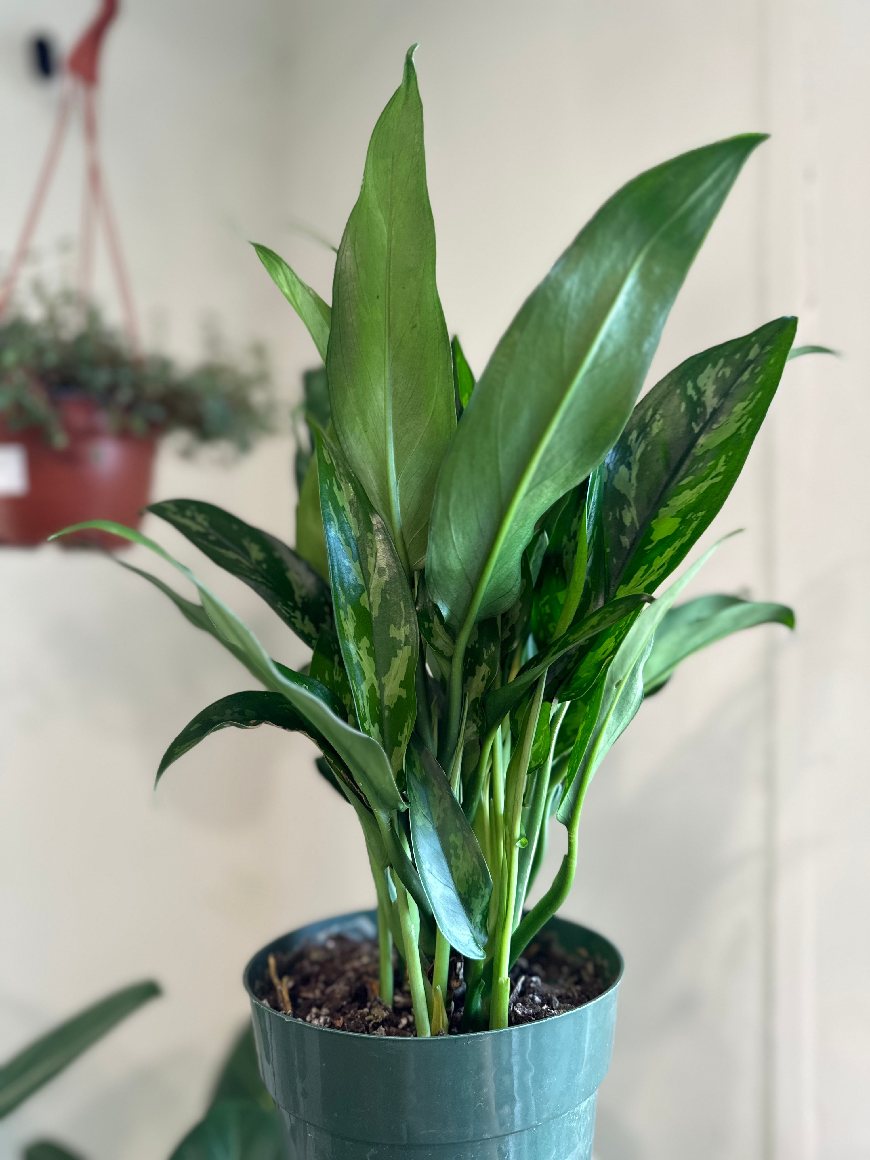 Chinese Evergreen 'Maria'