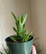 Load image into Gallery viewer, Dirt Bag_ Aloe Succulent 'Tiger Tooth'

