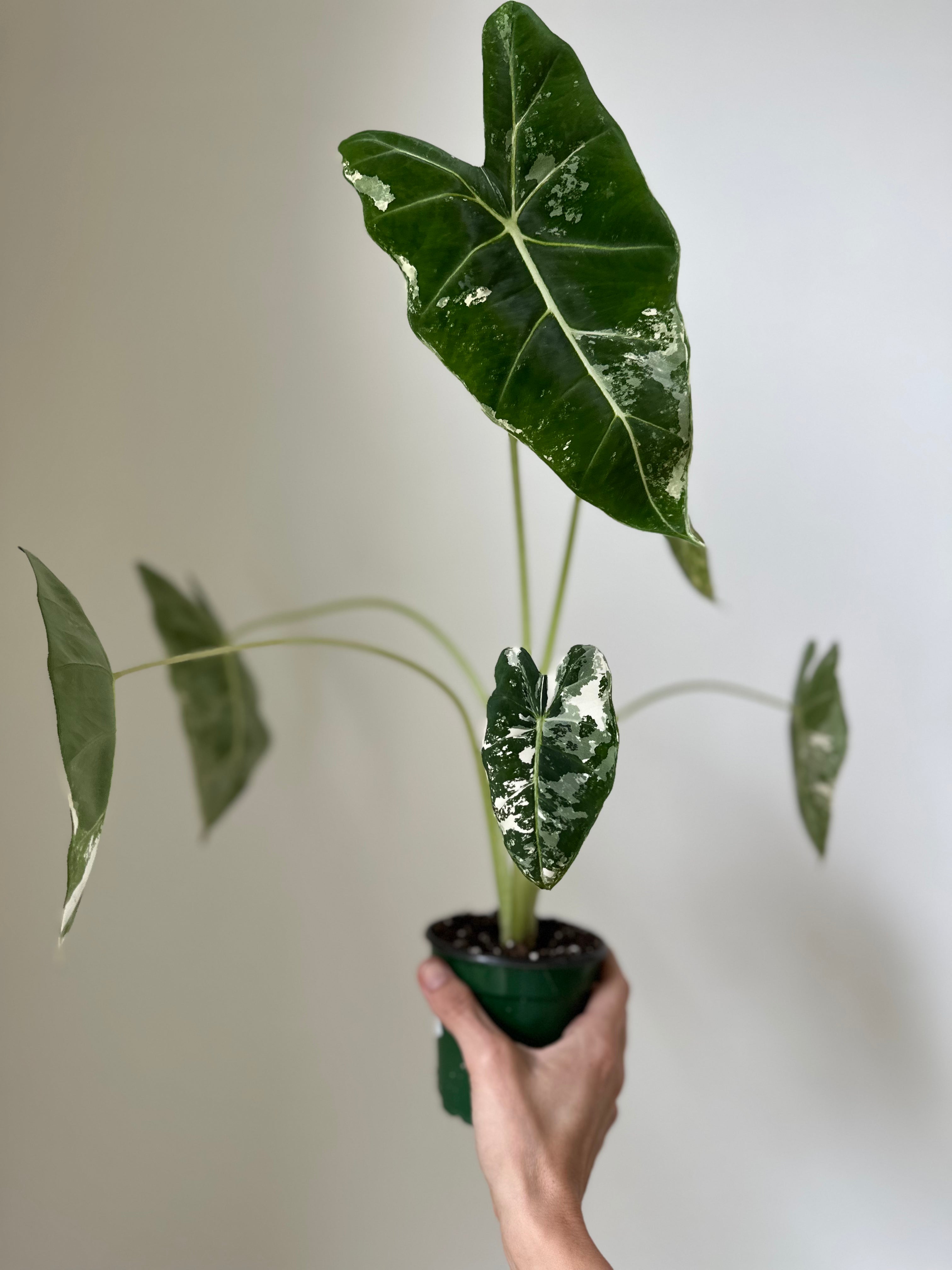 Alocasia Micholitziana 'Frydek' Variegated