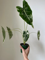 Load image into Gallery viewer, Alocasia Micholitziana 'Frydek' Variegated

