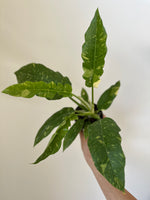 Load image into Gallery viewer, Philodendron 'Ring of Fire'
