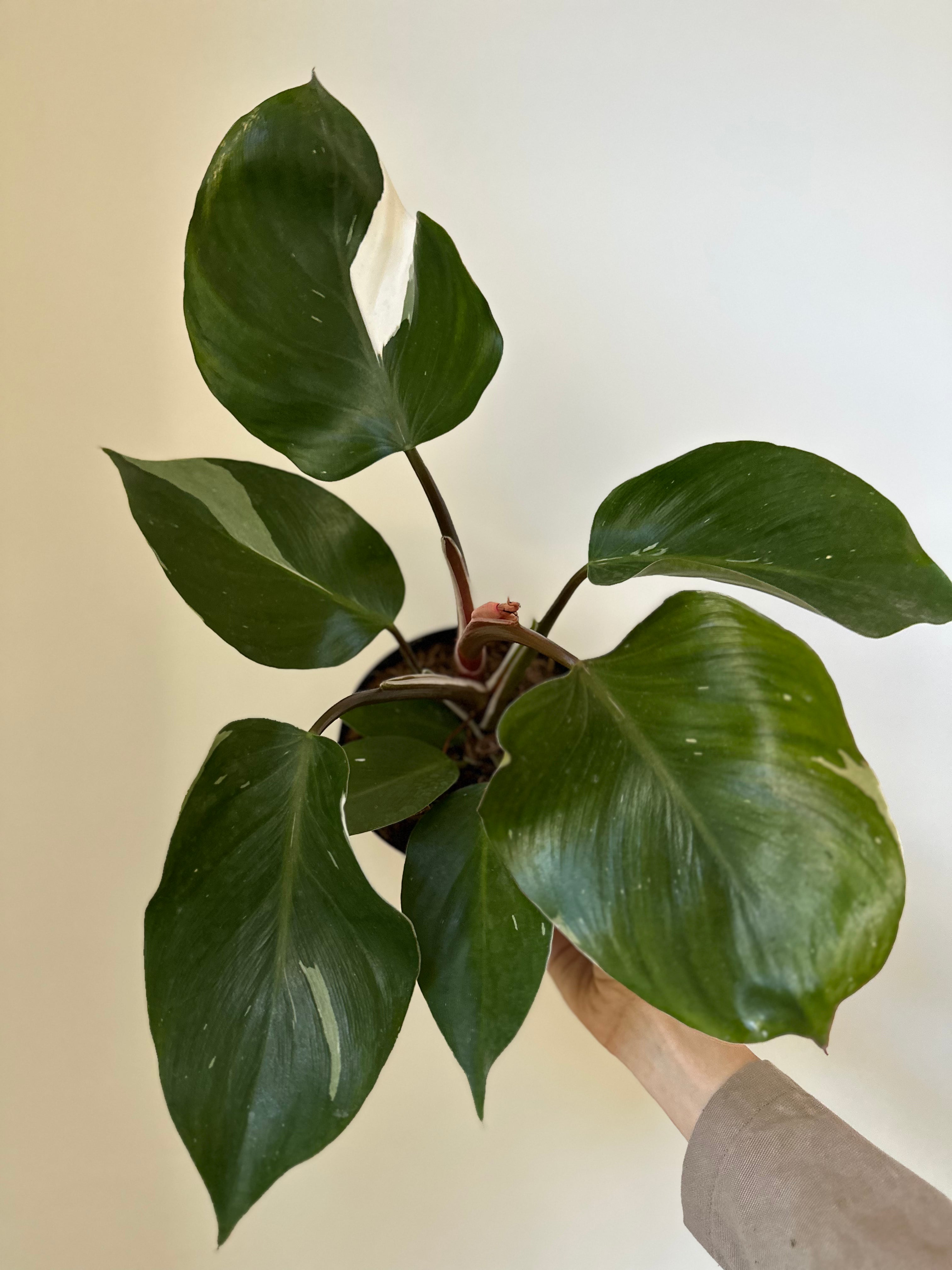 Philodendron 'White Knight'