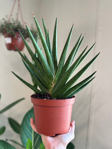 Dirt bag_ Sansevieria Francissi 'Spiky'