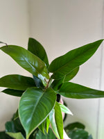 Load image into Gallery viewer, Dirt bag_ Philodendron 'Congo Green'
