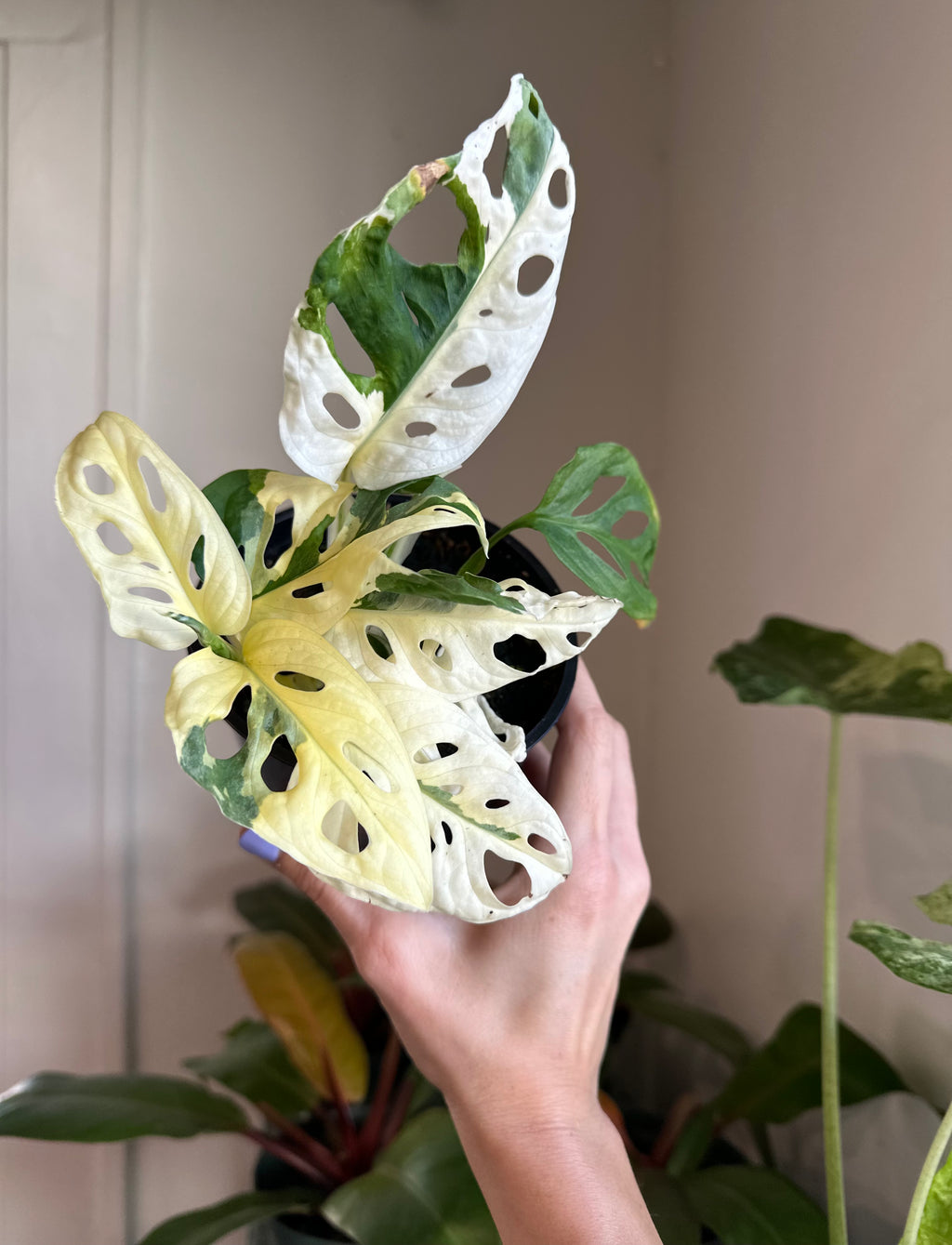 Dirt bag-Monstera Adansonii 'Swiss Cheese' Variegata
