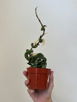 Load image into Gallery viewer, Dirt Bag_ Hoya 'Variegated Hindu Rope'
