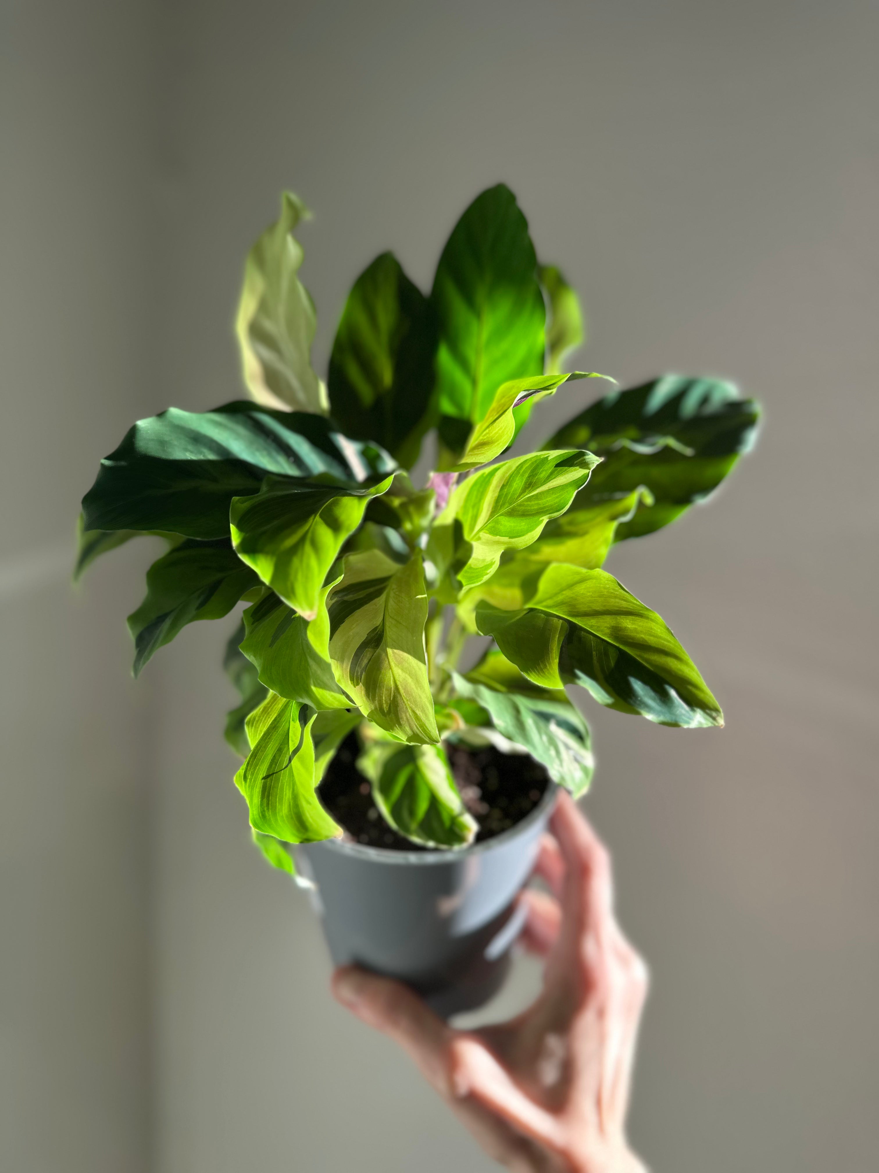 Calathea 'Yellow Fusion'