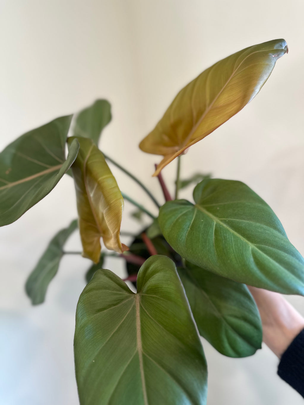 Dirt bag_ Philodendron 'Summer Glory'