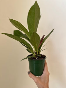 Anthurium 'Cobra'