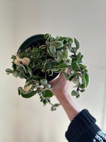 Load image into Gallery viewer, Hoya 'Variegated Hindu Rope'
