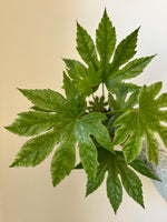 Load image into Gallery viewer, Dirt bag_ 'Spider's Web' Fatsia
