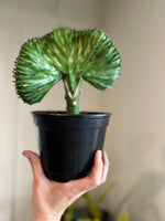 Load image into Gallery viewer, Silver Coral Cactus Euphorbia Lacteal f. Cristata
