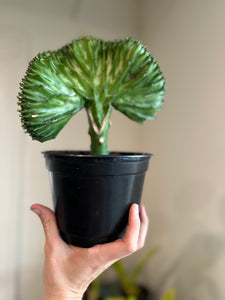 Rare Silver Coral Cactus Euphorbia Lacteal f. Cristata