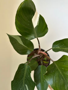 Philodendron 'White Knight'