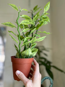 Devil's Backbone Variegated