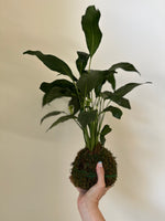 Load image into Gallery viewer, Spathiphyllum 'Peace Lily'
