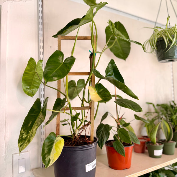 Philodendron Burle Marx Varigated'