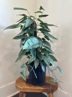 Load image into Gallery viewer, Dirt bag-'Cebu Blue' Pothos
