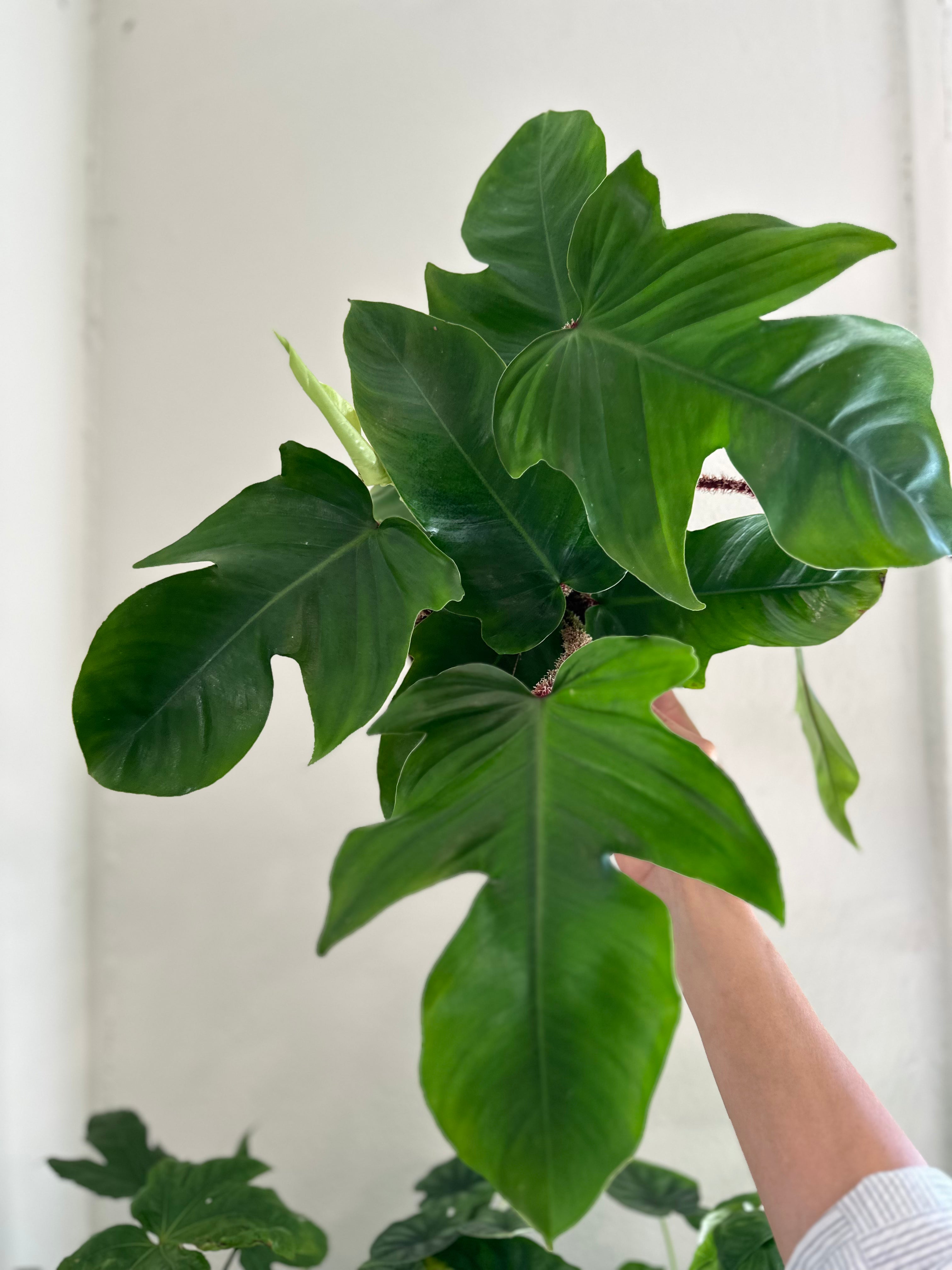 Philodendron ‘Squamiferum’