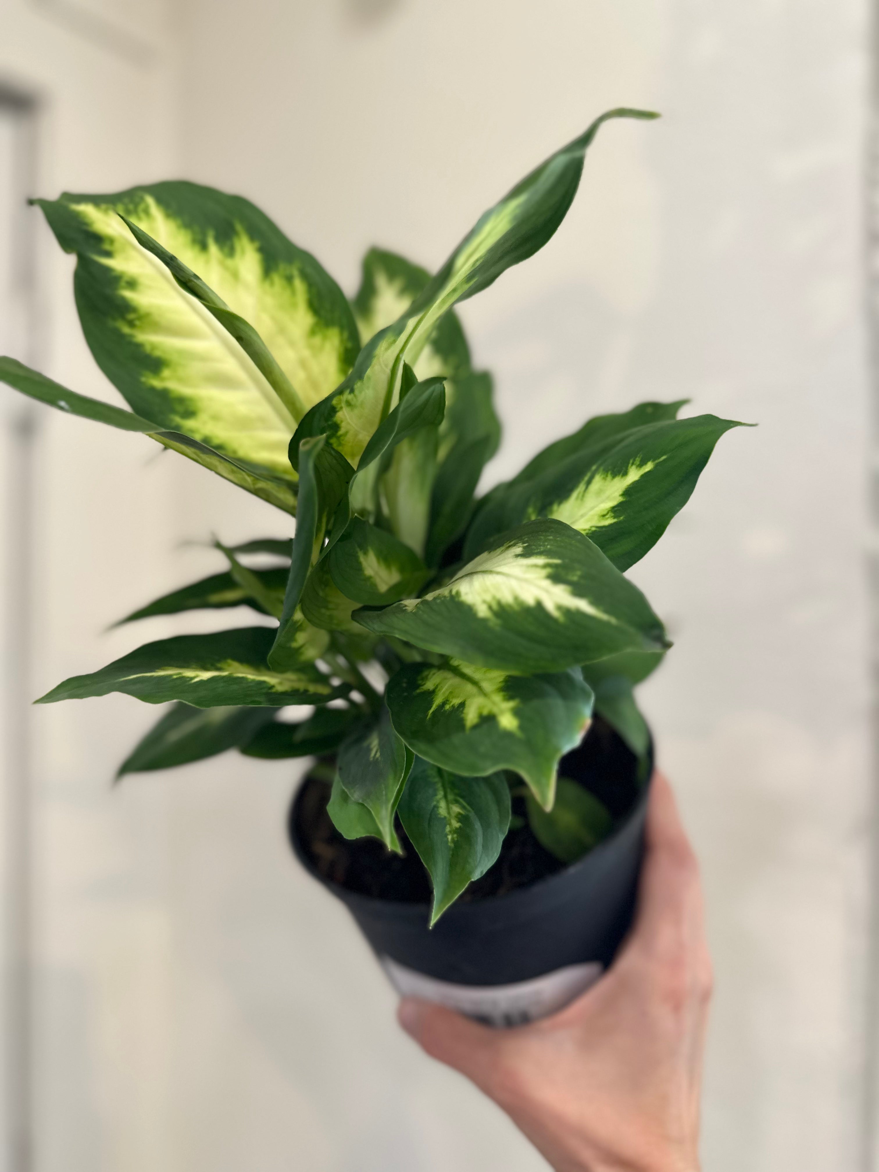 Dieffenbachia ‘Camille’