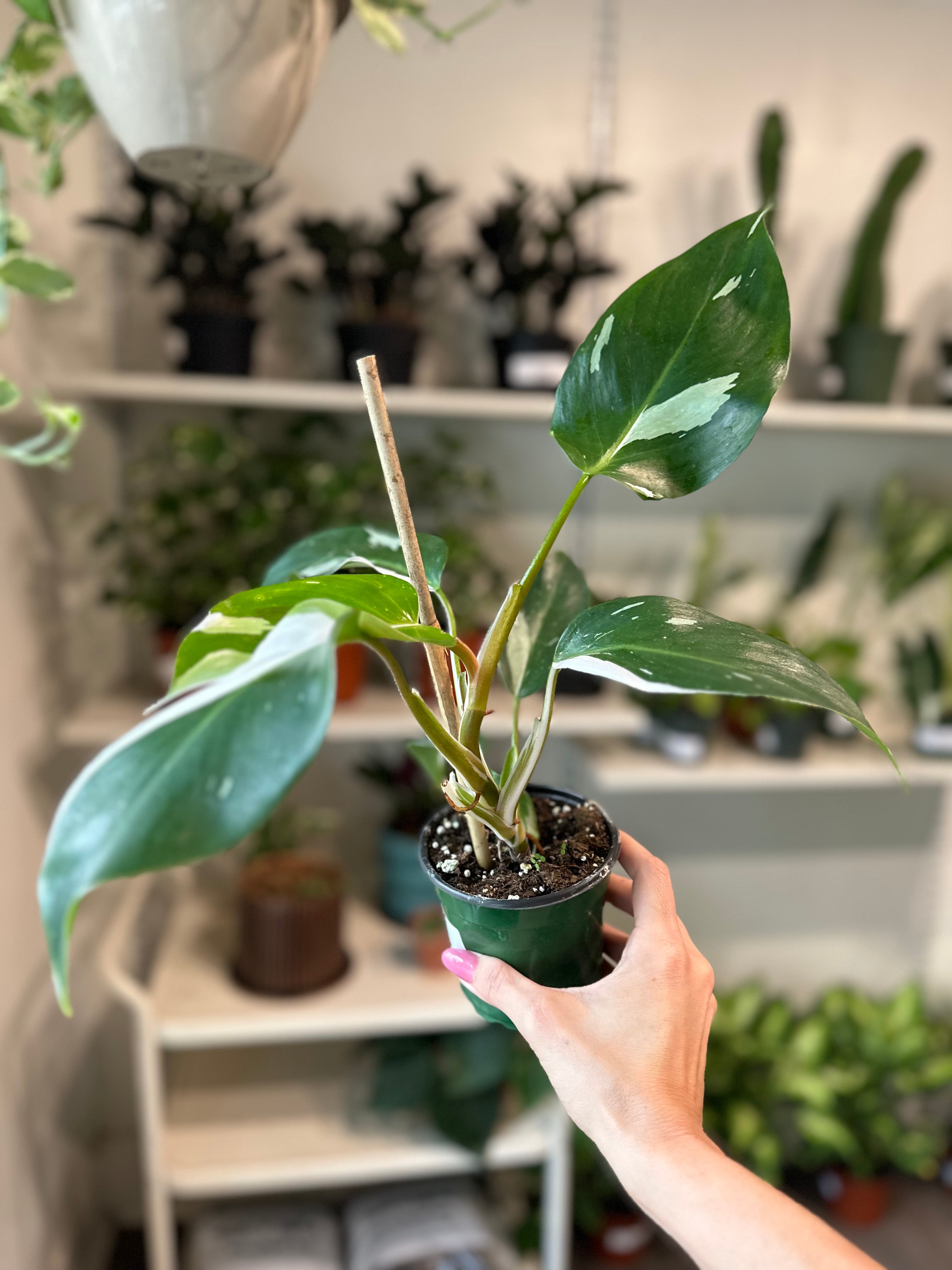 Philodendron 'White Wizard'