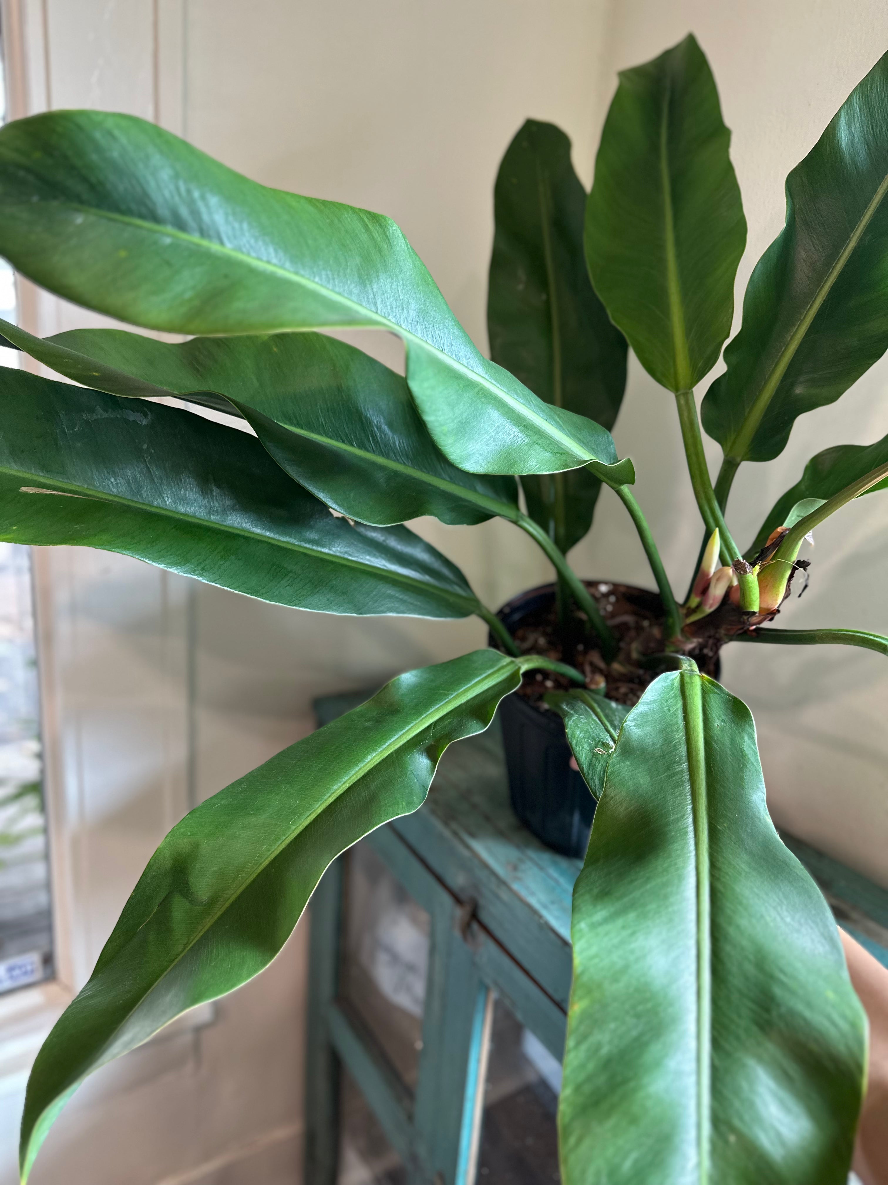 philodendron houstpn Philodendron 'Ruizii' – Dirt Bag