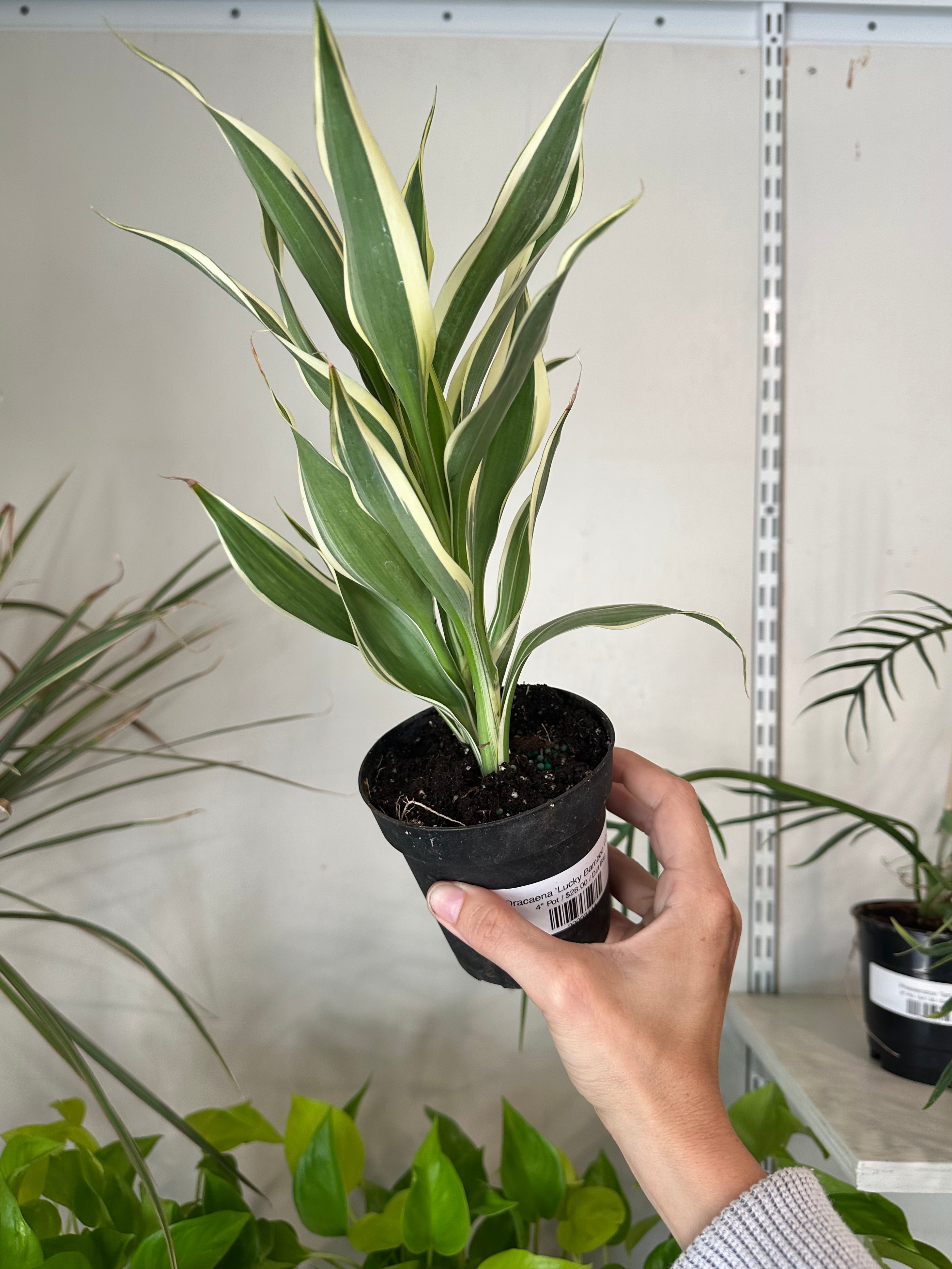 Dracaena 'Lucky Bamboo White'