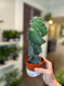Cereus Forbesii 'Spiralis'