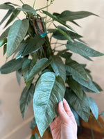 Load image into Gallery viewer, Dirt bag-'Cebu Blue' Pothos
