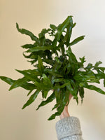 Load image into Gallery viewer, Dirt bag_ Fern 'Kangaroo Paw'
