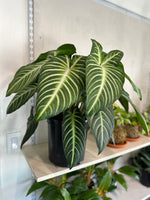 Load image into Gallery viewer, Xanthosoma Lindenii 'Magnificum'
